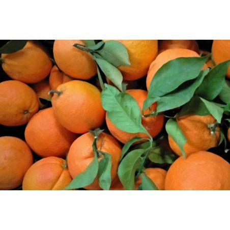 Naranja hoja origen valencia